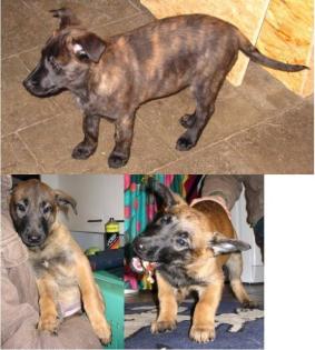 3 Malinois Welpen abzugeben