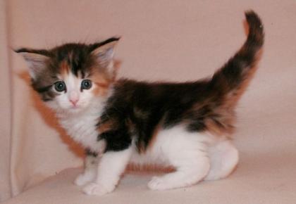 Bildhübsche Typvolle Maine Coon Babys