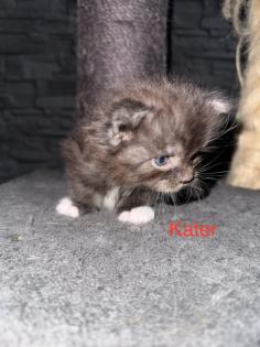 4 Maine Coon Kitten Kater