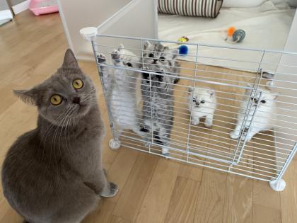 5 Wunderschöne BKH Kitten