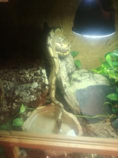 Königspython Python Regius 1. 0 Spider