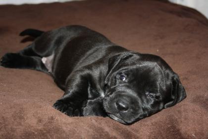 Hunde, Welpen, Saupacker, Molosser, mit Papieren, .