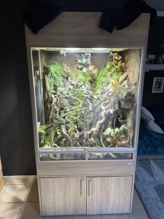 Chamäleon mit Terrarium