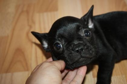 Französische bulldogge reinrassig /o papiere