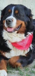 Bernersennenhunde Vom Haunberger-HOF IRJGV e. V