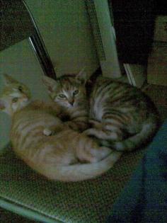 Verschenke 2 schöne Hauskatzen in Regensburg