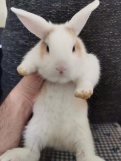 3 susse baby Kaninchen