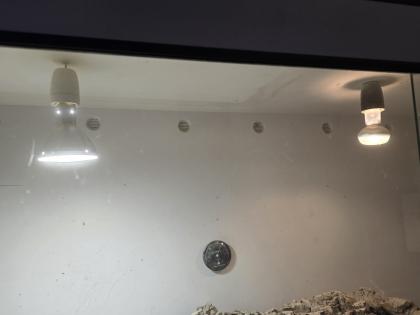 Stachelschwanz Waran Männlich Yellow Ackie mit Terrarium