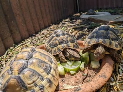 Griechische Landschildkröten Testudo hermanni Nachzuchten aus 2019, 2021 und 2022