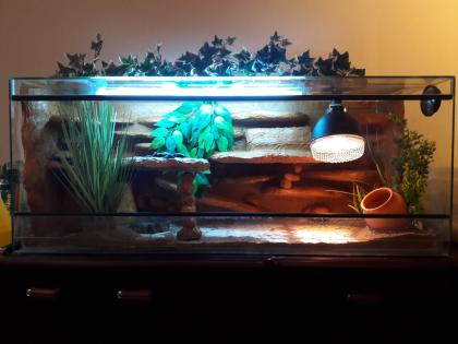 Terrarium mit 3 Leopardgeckos weibl. 0. 1