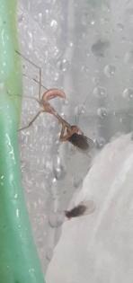 Rhombodera Magaera Mantis, Gottesanbeterin L3