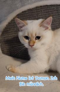 BKH Kitten mit Stammbaum Gesundheitszeugnis