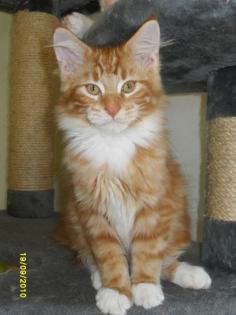 4 Freche Maine Coon Katerchen