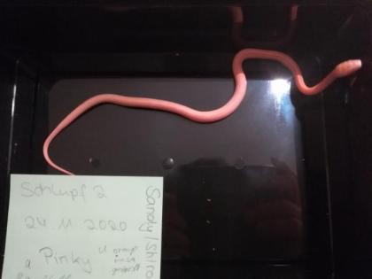 Kornnatter Pantherophis guttatus Jungtiere