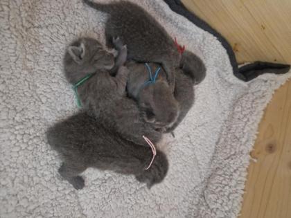 Russisch Blau Kitten mit Stammbaum