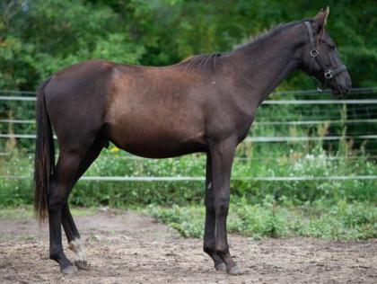 Zweijähriger, roher Trakehner Junghengst