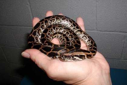 Dunkler Tigerphython 0. 1 Caramal Poss Green