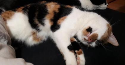 Finderlohn Dreifarbige tricolor Katze Glückskatze schmerzlich vermisst