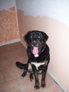 Sehr Schöner Labrador Mix Rüde 1 jahr alt abzugeben