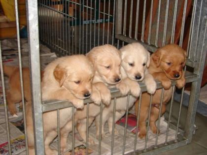 Wunderschöne Golden Retriever Welpen