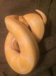 1. 0. 0 Königspython Albino