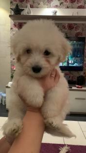 Goldendoodle Medium Samojede