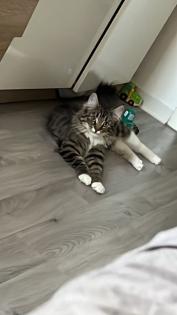 Reinrassige Norwegische Waldkatze