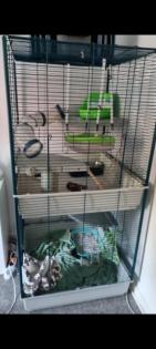 Mein Frettchen Max sucht ein neues Zuhause