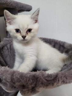 Bkh kitten männlich