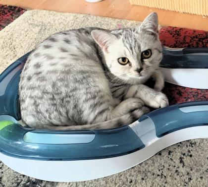 Britisch Kurzhaar Kater, black-silver-tabby-spotted
