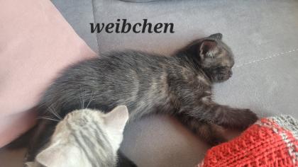 Ägyptisch Mau - BKH Mix Kitten