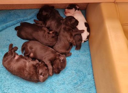 Amerikanische Zwergschnauzer, Welpen, liver, Liver/Party vom Züchter