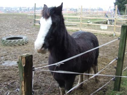 Der Pferdeflüsterer bin ich nicht, aber Tierkommunikatorin. Für eine Tierkommuni