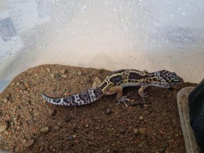 Leopardgecko Weibchen