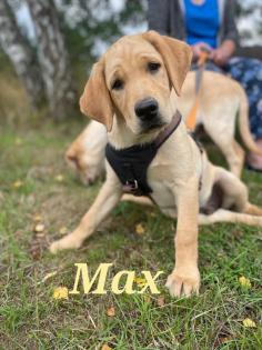 Unsere süßen Labrador Welpen