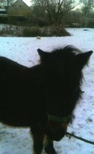 Verkaufe Ponystute