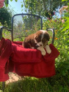 Australian shepherd welpen
