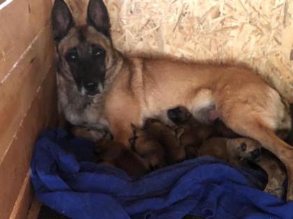 MALINOIS starke Welpen in liebevolle Hände abzugeben