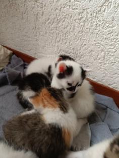Katzenbabys abzugeben
