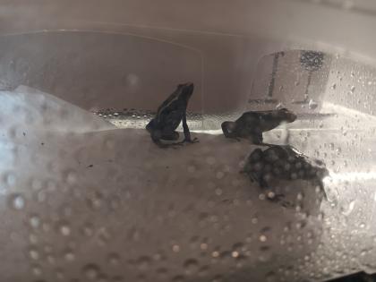 Dendrobates tinctorius nominat 0. 3