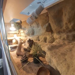 Bartagame inkl. Terrarium abzugeben