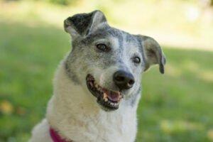 LAYDA - Mix, weiblich, 9 Jahre, 56 cm, 20 kg, Gechipt, Kastriert