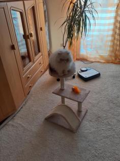 Weißer Perser - Deckkater