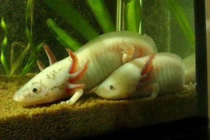 Axolotl abzugeben Raum Köln