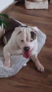 Hübsche nala sucht ein neues zu Hause