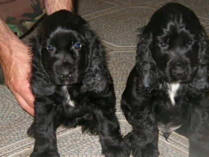 Cocker Spaniel Englisch Welpen 10 Wochen