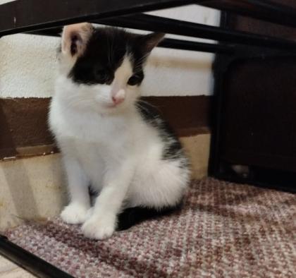Katzenbabys schwarz-weiß zur baldigen Abgabe