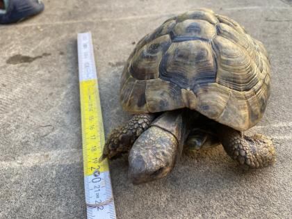 Verkaufe 2 griechische Landschildkröten, männlich