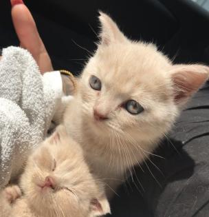 Scottish fold Kitten britisch Kurzhaar Bkh