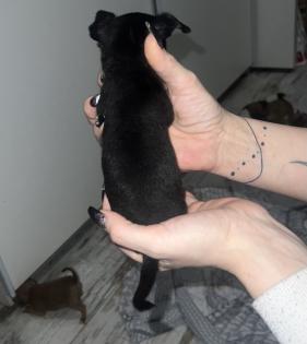 9 Süße Chihuahua Welpen